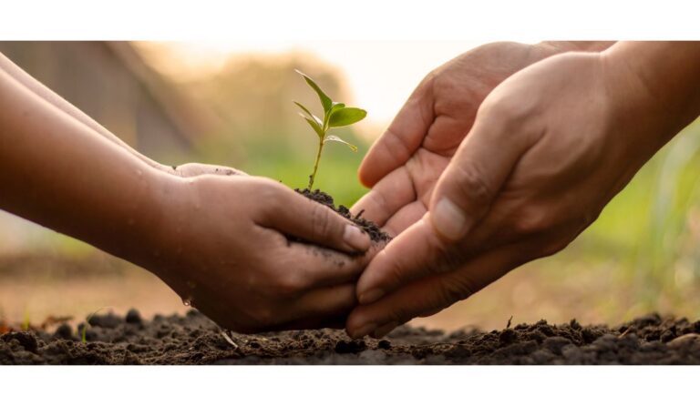 une main d'enfant et une main d'adulte qui font pousser une plante
